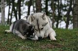 SIBERIAN HUSKY 1031